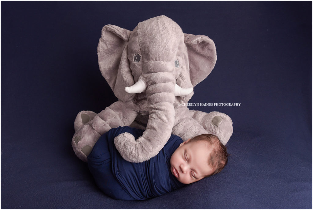 newborn baby boy laying with stuffed elephant on a navy blue blanket
